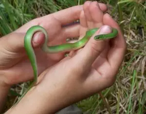 Smooth Green Snake handling