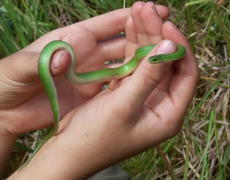 Green Smooth Snake handling