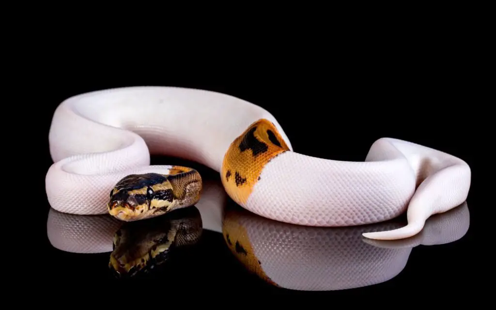 When should you assist feed a baby Ball Python