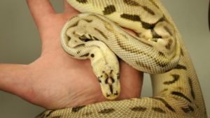 Leopard Bumblebee Puzzle Ball Python