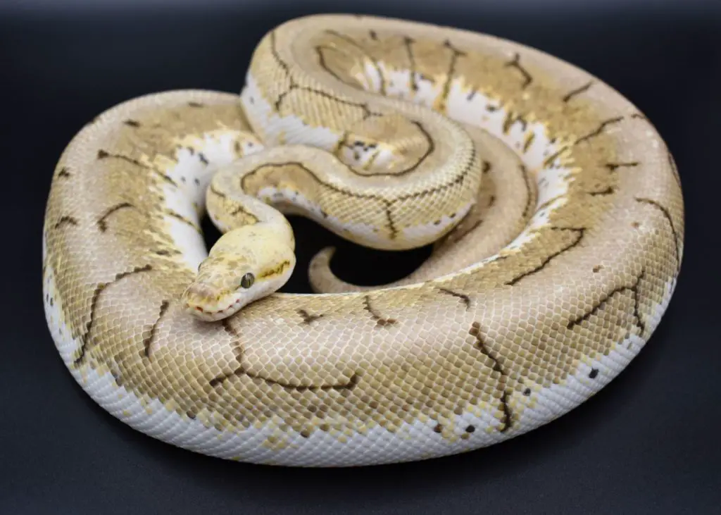 ball python health, hygiene and diseases