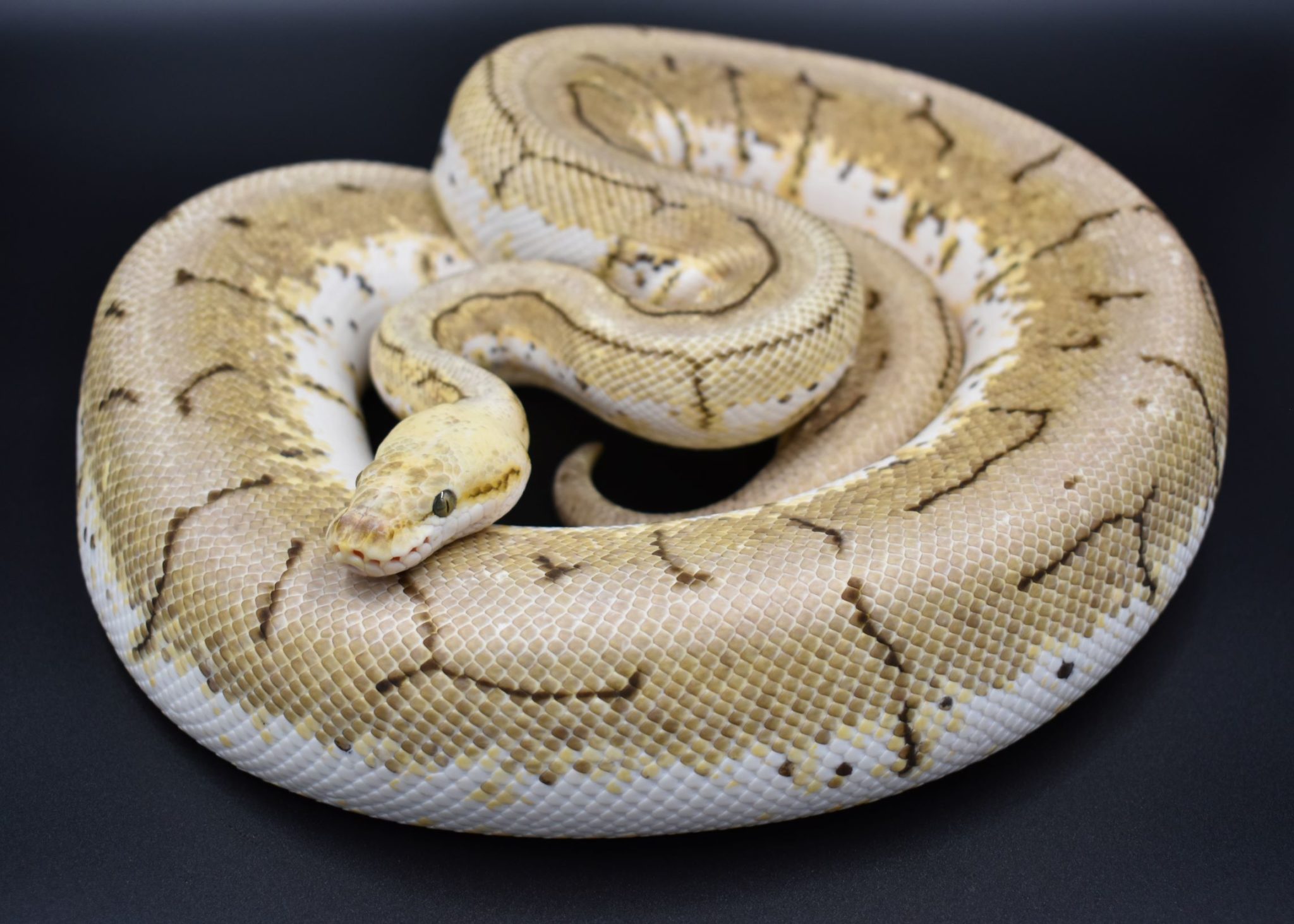Are female or male Ball Pythons more aggressive? BALL PYTHON BREEDER UK