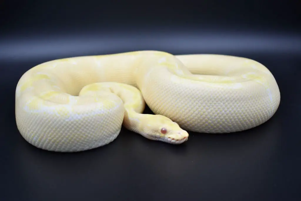 Male Albino Clown Ball Python