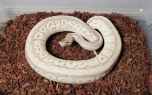 Pastel Pinstripe Fire Mojave het Puzzle Pastel Pinstripe Fire Mojave het Puzzle