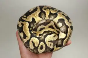 Pastel Puzzle Ball Python.