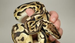 Pastel Puzzle Ball Python