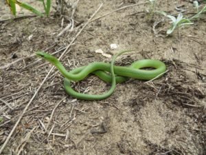 Smooth Green Snake foraging Smooth Green Snake (Opheodrys vernalis)