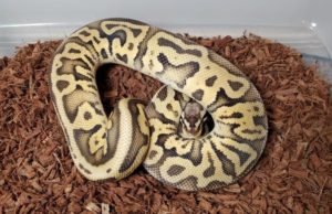 Super Pastel Leopard Yellow Belly het Puzzle Ball Python.