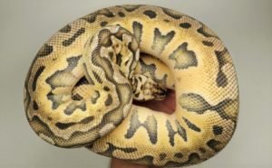 Super Pastel Puzzle Ball Python.