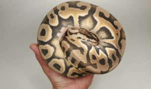Super Pastel Puzzle (Weirdo, Possible Cryptic) Ball Python.