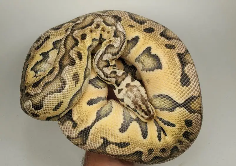 Super Pastel Puzzle Ball Python