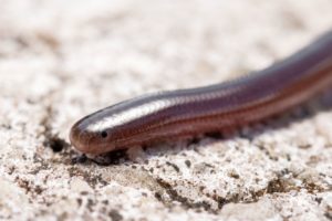 The Brahminy Blind Snake (Indotyphlops braminus)