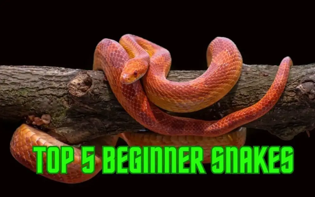Top 5 best snakes for beginners