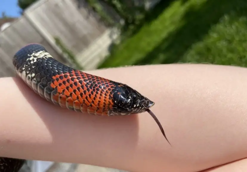 Tricolor Hognose snake handling