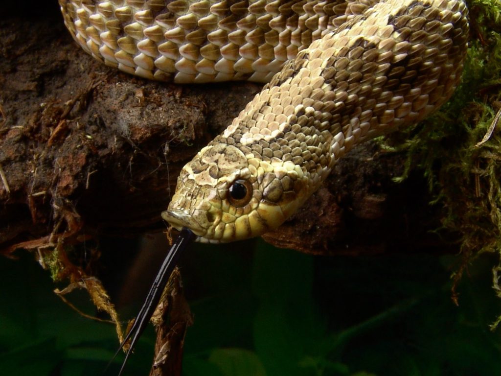 Western Hognose Snake close up and snout