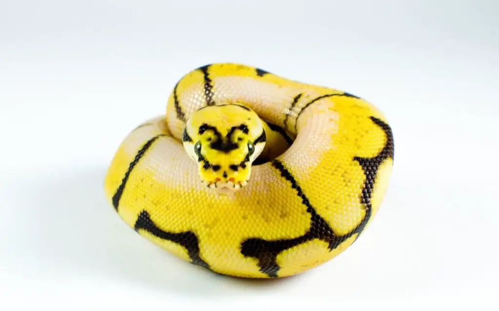 ball python body language