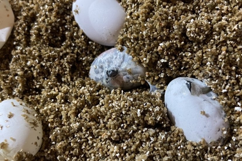 Xenodon pulcher eggs beginning to hatch