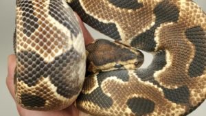 Yellow Belly Puzzle Ball Python in shed