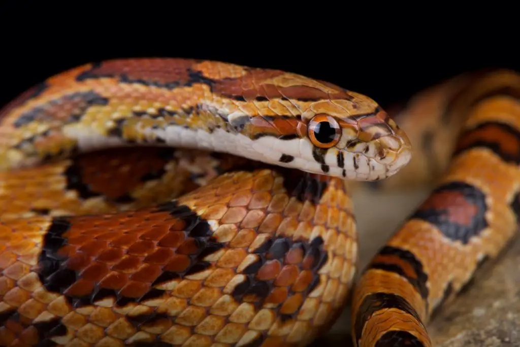 Young Corn Snake starting to turn red