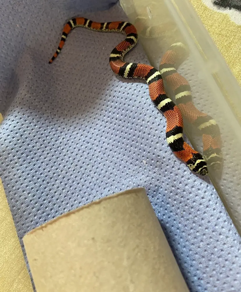 Tricolor Hognose Snake Care Sheet Approved By A Herpetologist Ball Python Breeder Uk