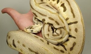 leopard Bumblebee Puzzle Ball Python