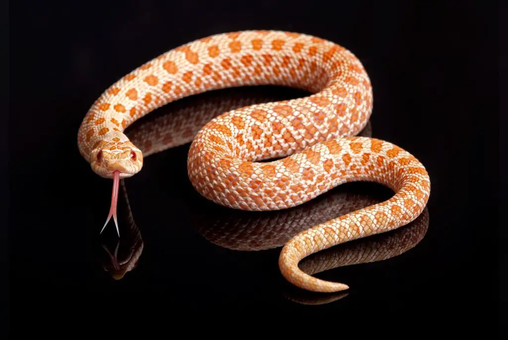 Western Hognose snake husbandry