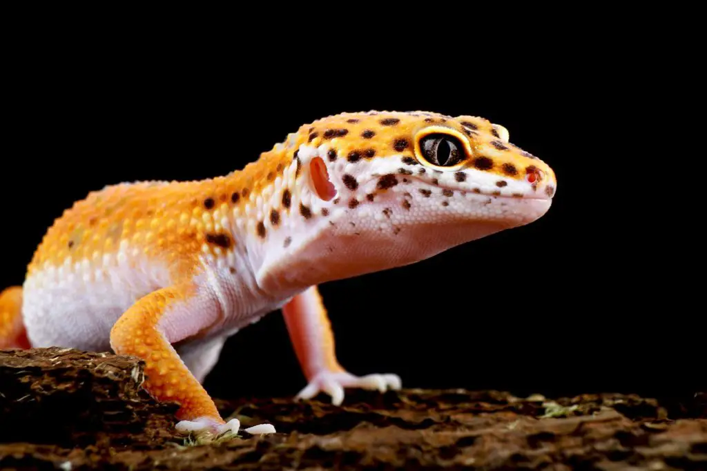 What do young Leopard Geckos eat?