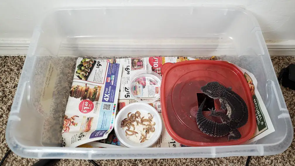 leopard gecko tub setup