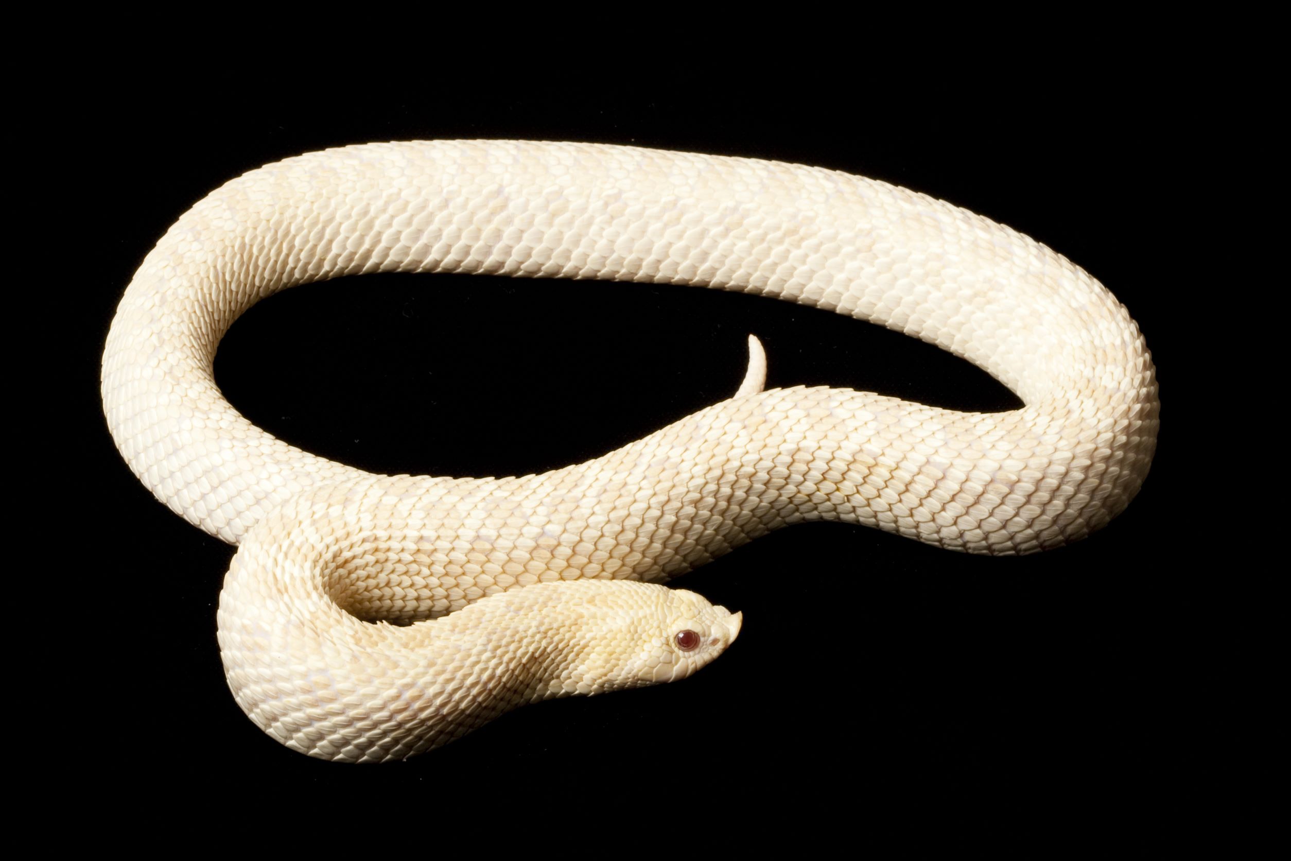 How big do Hognose Snakes get?