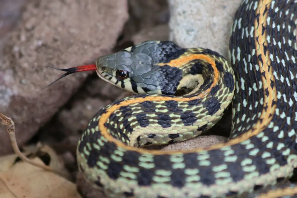 Is it safe to pick up a garter snake?