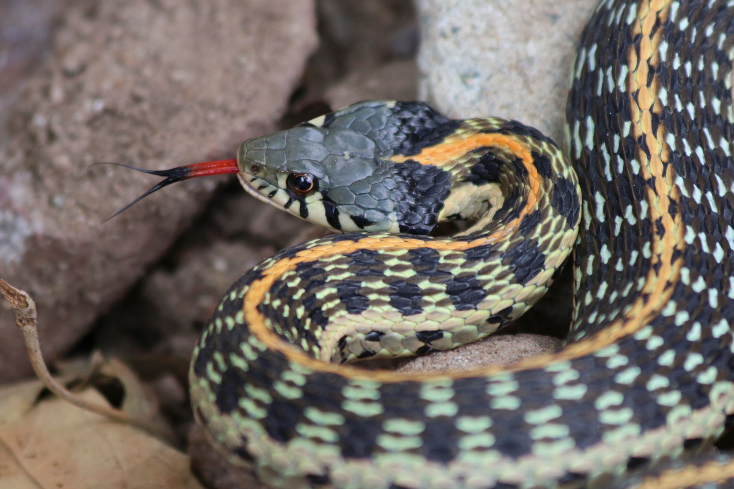 Small pet snakes