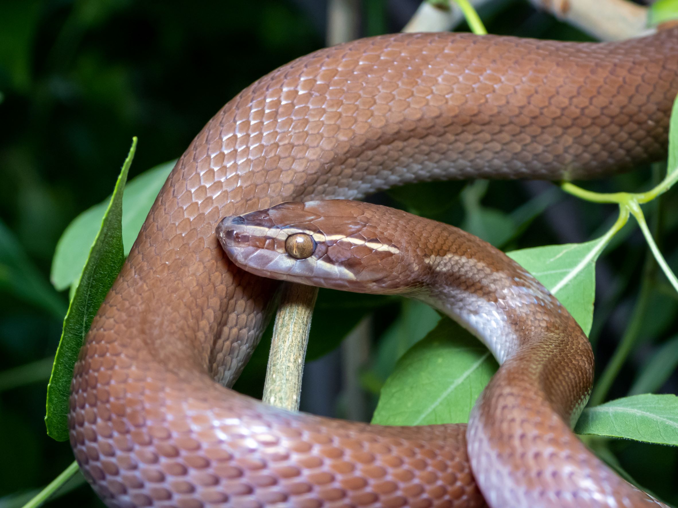 8 small snakes to keep as pets