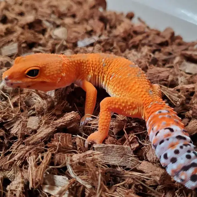 how do geckos breed