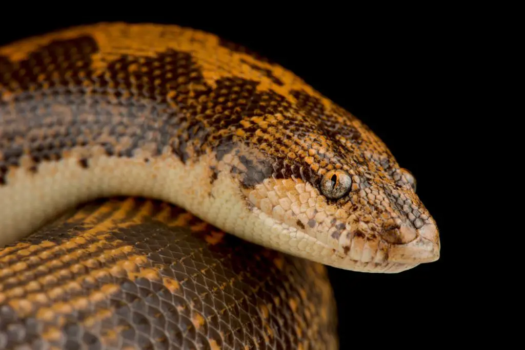 Best small snakes for pets