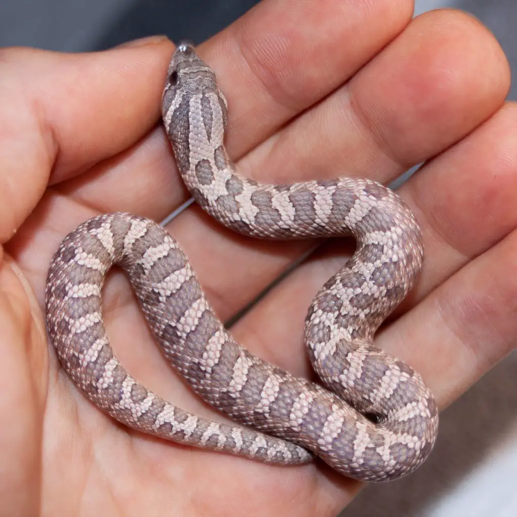 Top 5 Western Hognose snake morphs