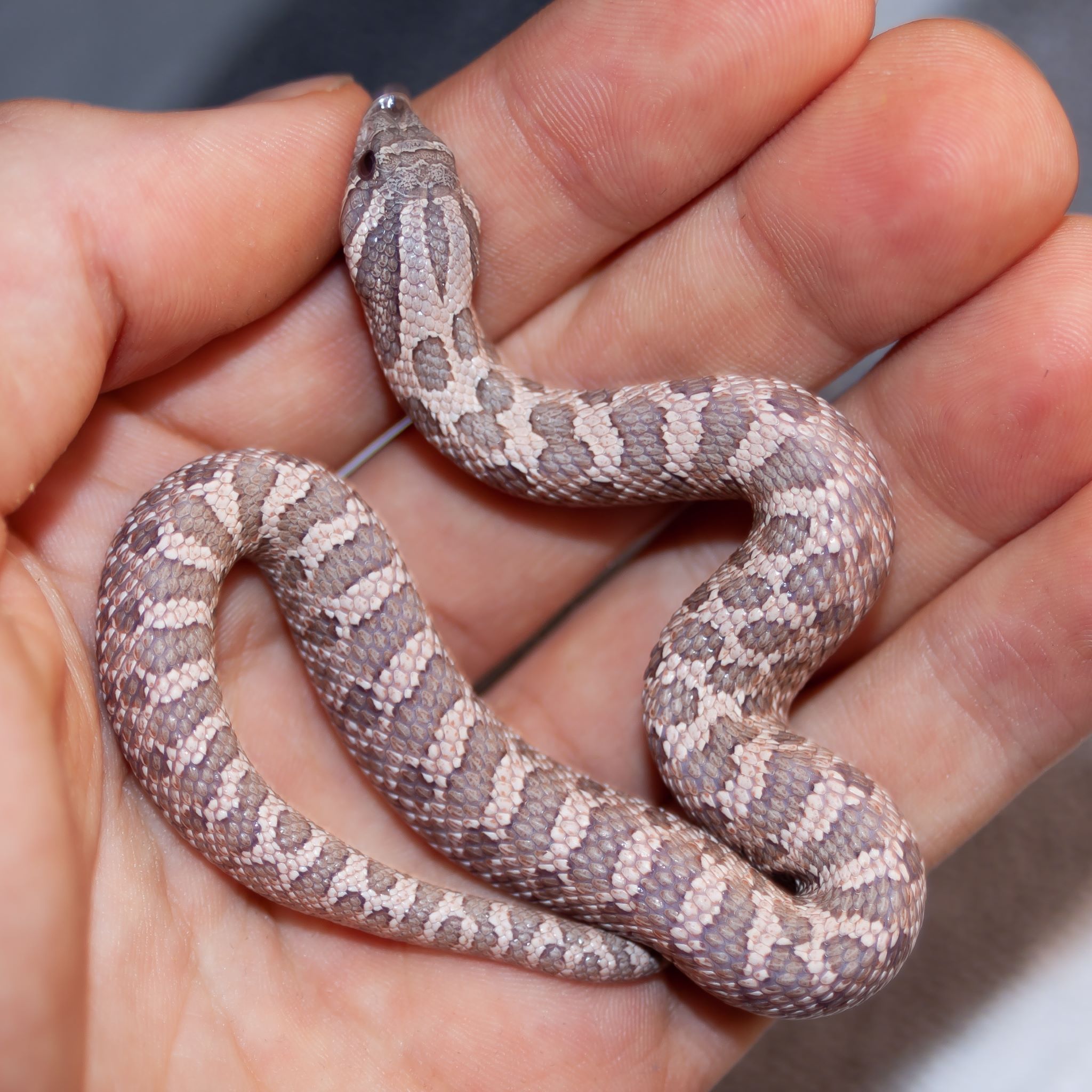 Western Hognose Snake Care Sheet (Approved by a herpetologist)