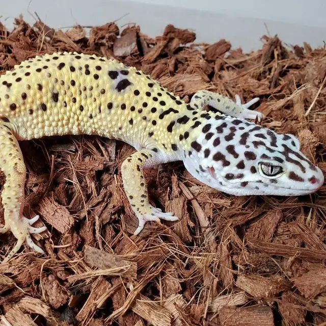 Lemon Frost x Fasciolatus x Turcmenicus Cross Leopard Gecko