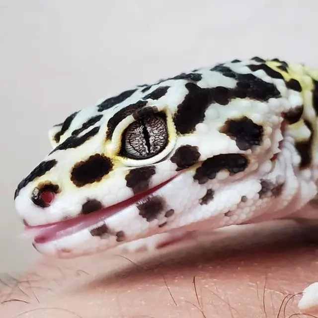 Leopard gecko setup