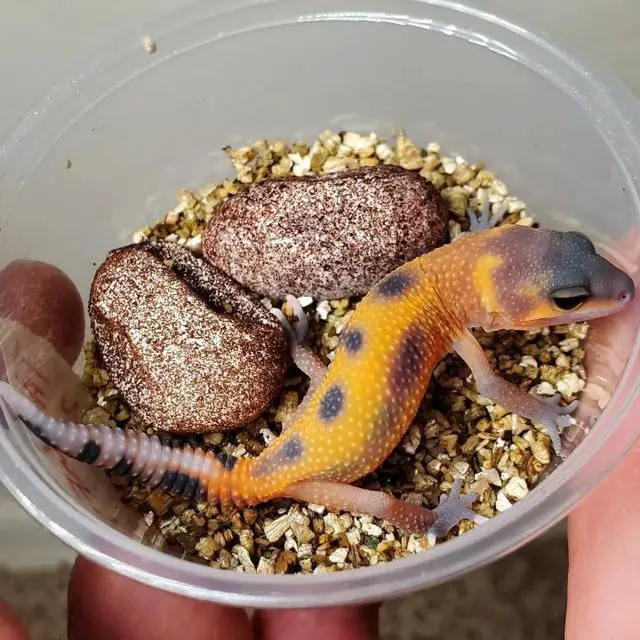 Leopard gecko morph care