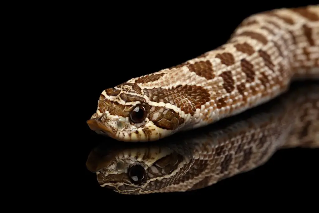 eastern vs Western Hognose Snake 