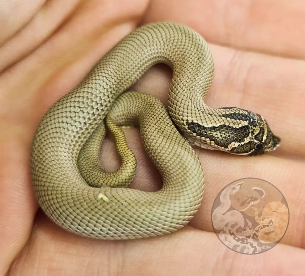 Top 5 Hognose morphs