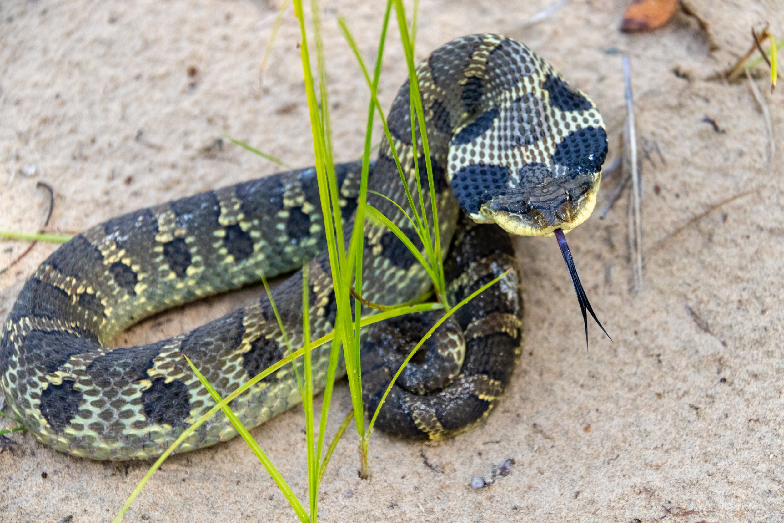 What do Eastern Hognose snakes look like?