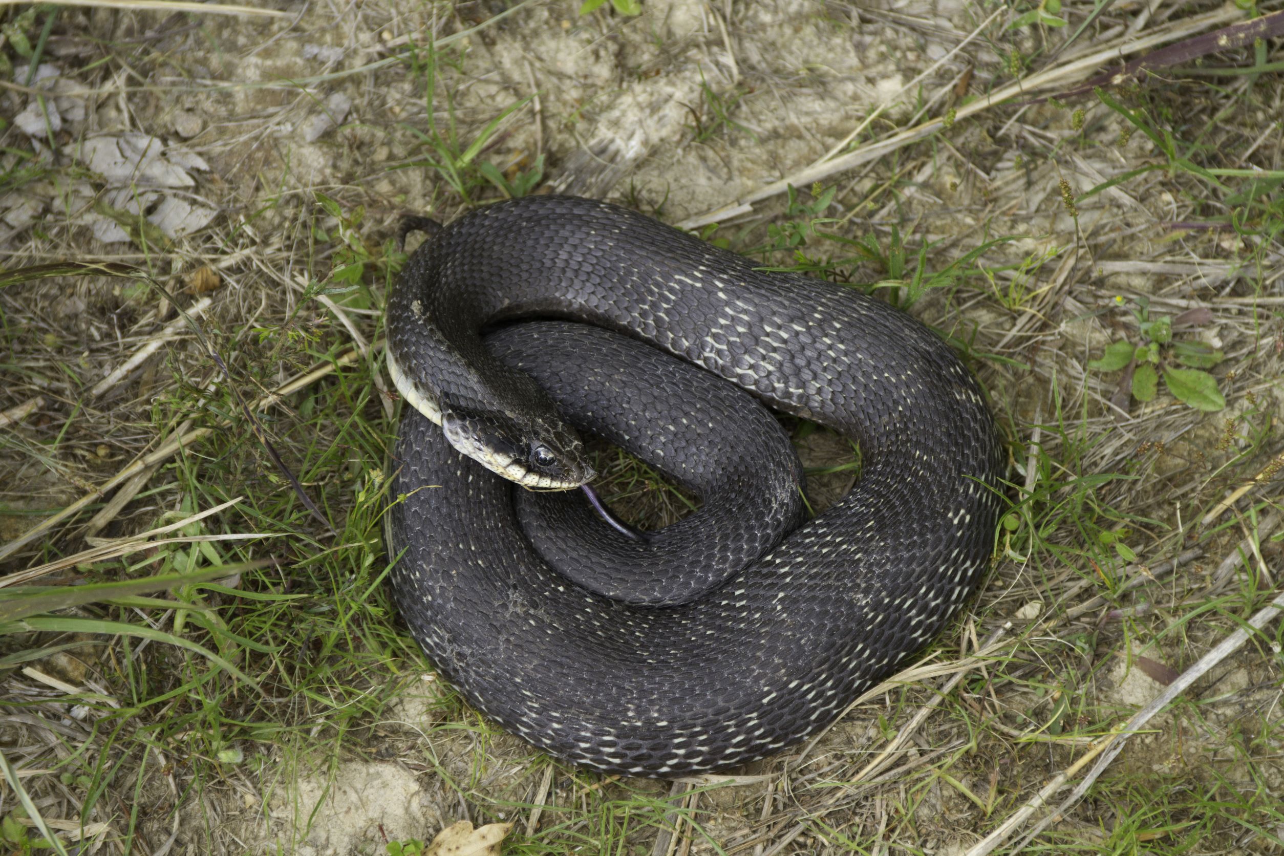 Eastern Hognose Snake appearance