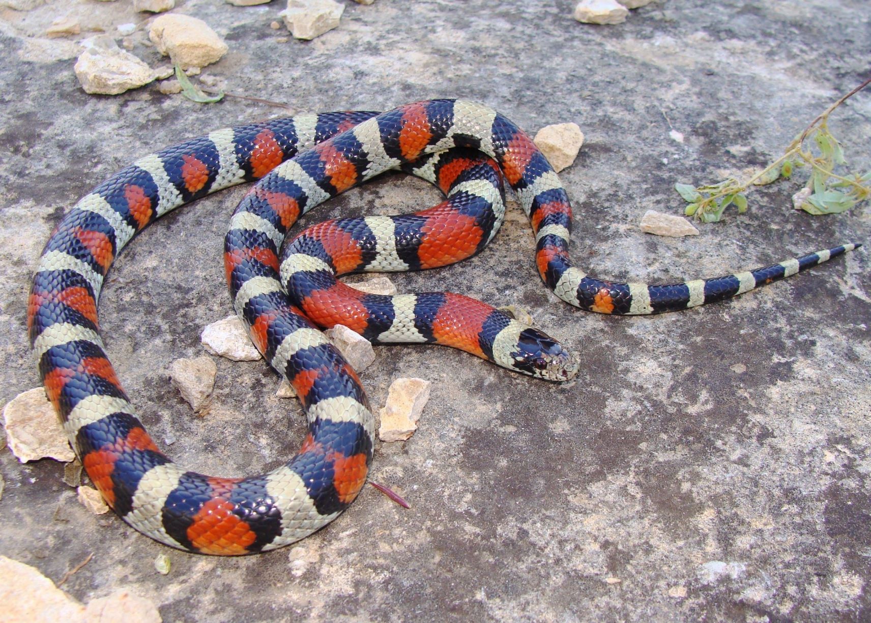 Smallest Milk Snake subspecies