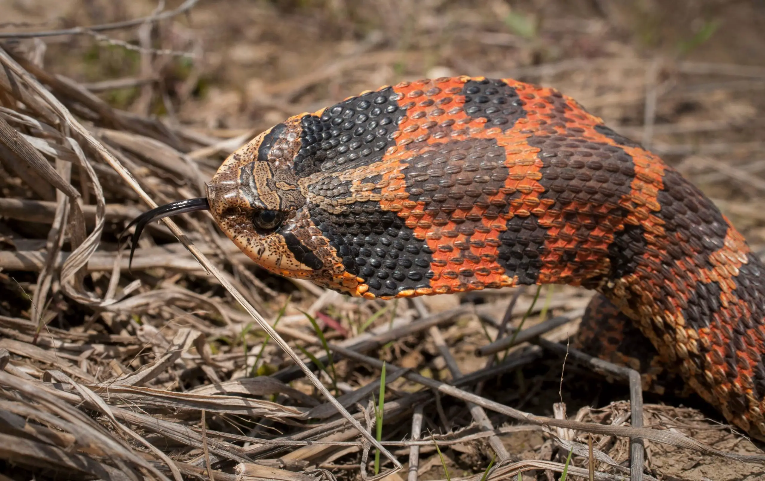 What does an eastern hognose snake look like?