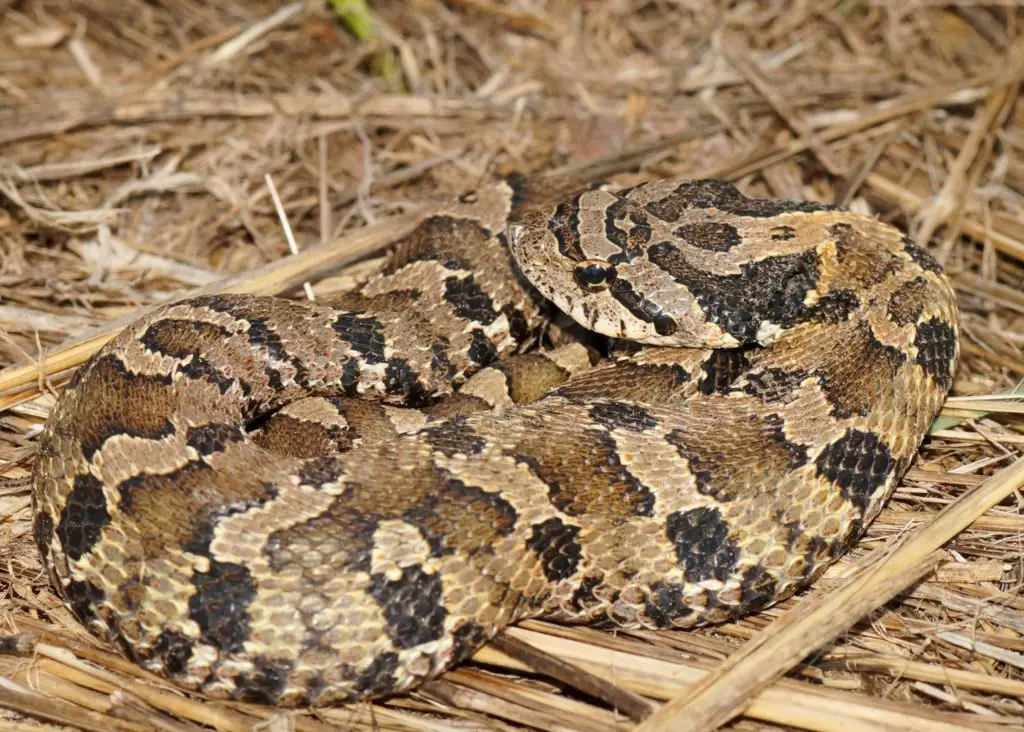 eastern vs western hognose snake