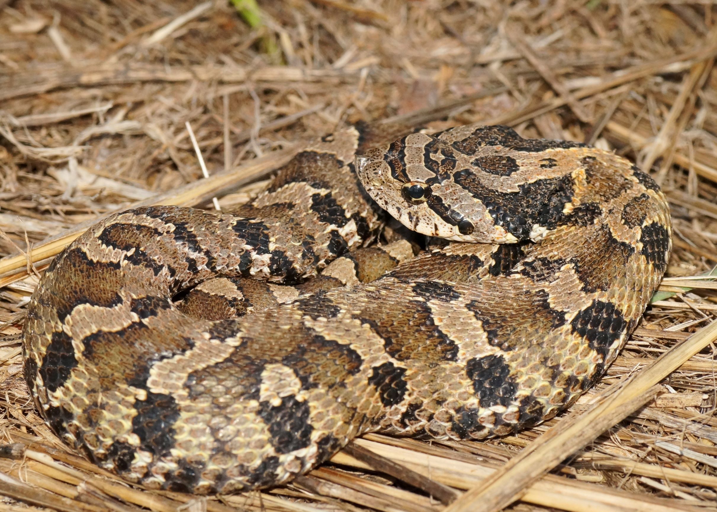 What does an eastern hognose snake look like?