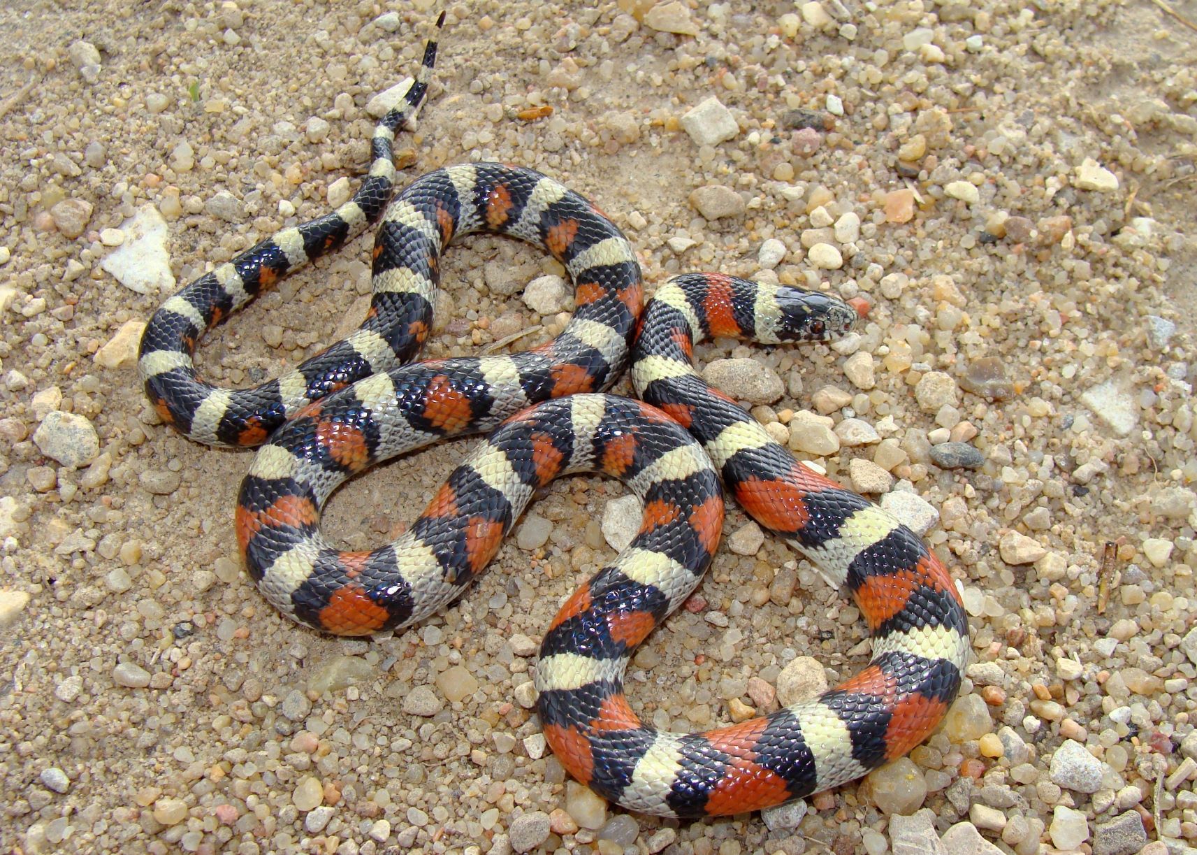 What is the smallest Milk Snake?