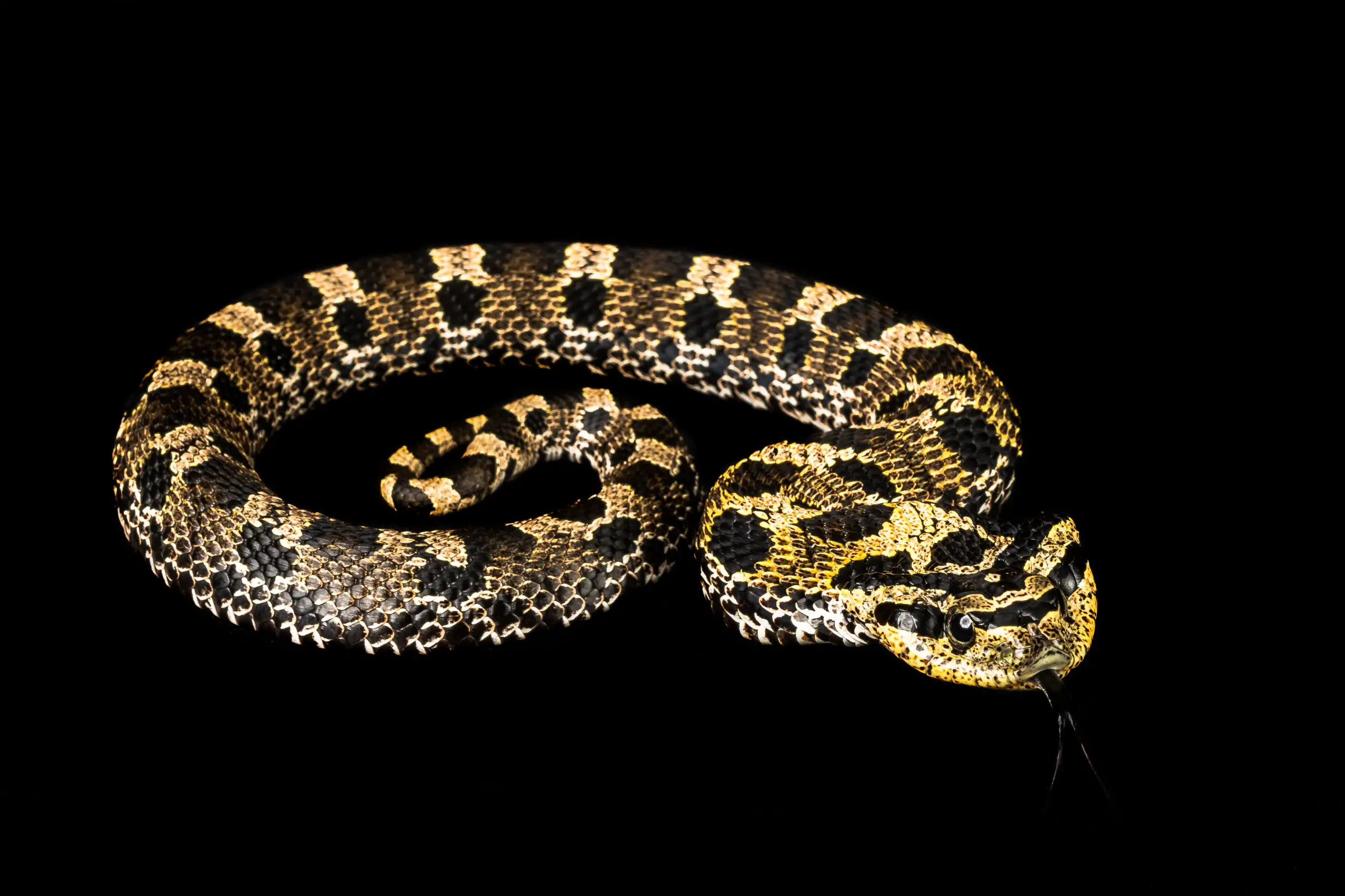 <center>What does an Eastern Hognose Snake look like?