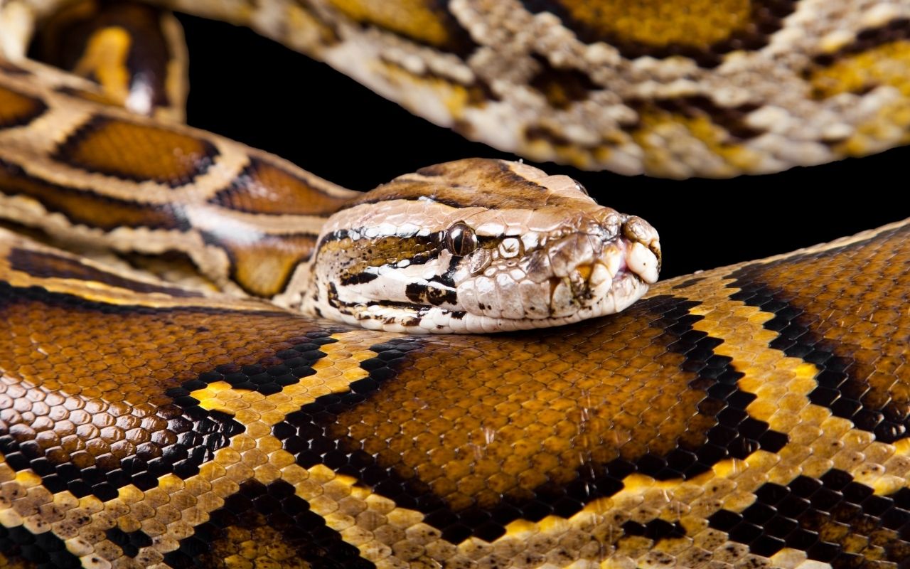 What are the best large snakes for pets? – BALL PYTHON BREEDER UK